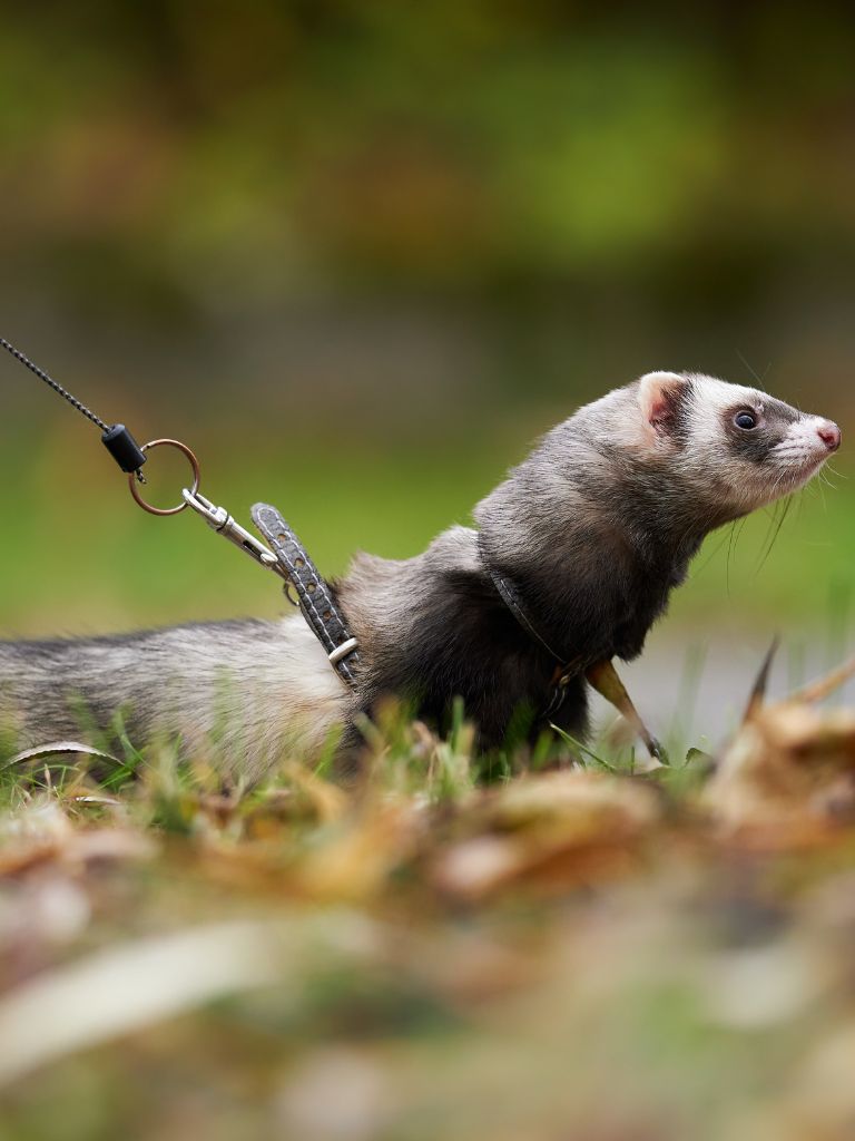 Utilisation de furets pour la chasse aux nuisibles