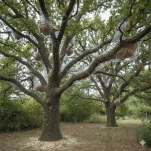 chenilles processionnaires du chêne arbres
