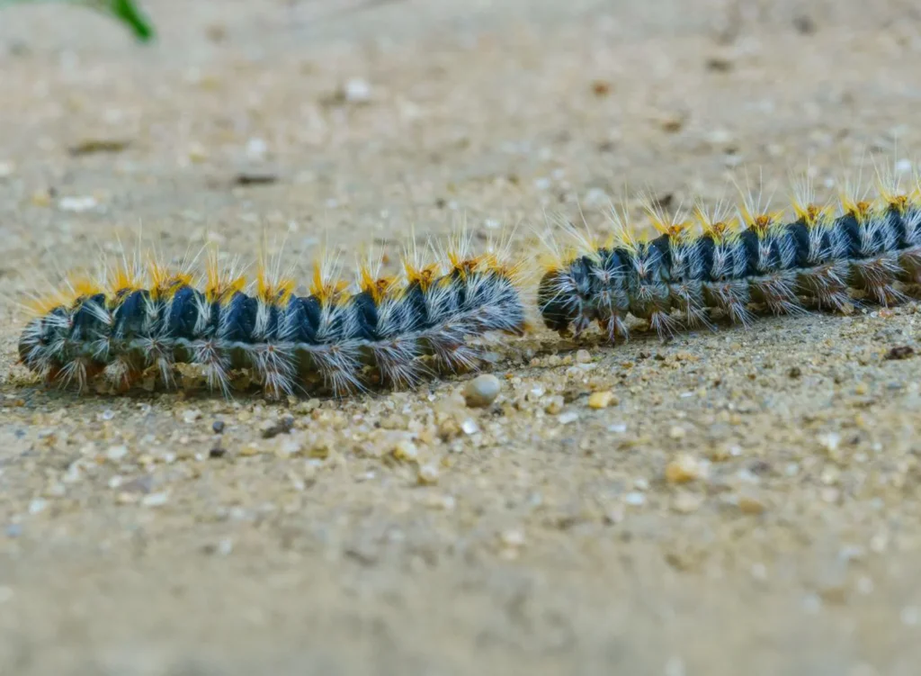 élimination des chenilles processionnaires avec Sanoris