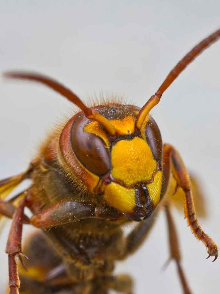 Se débarrasser des frelons avec Sanoris