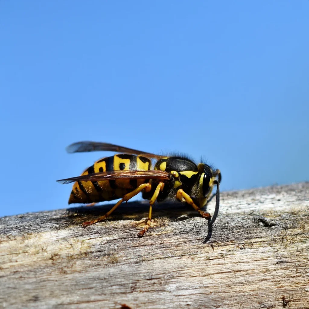 une guêpe sur fond bleu