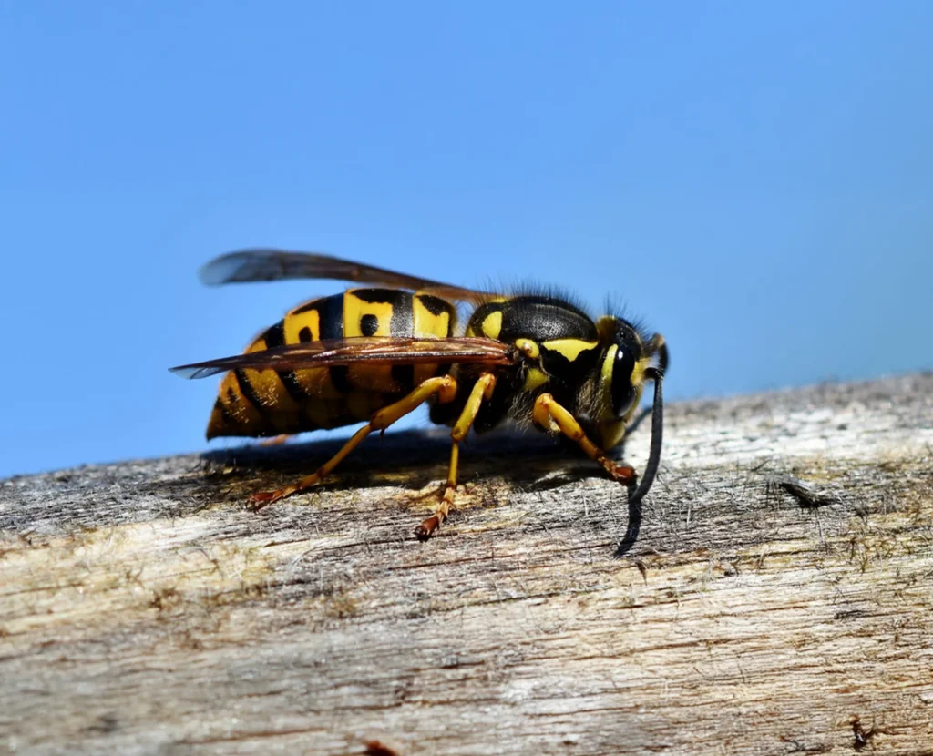 élimination des guêpes avec Sanoris