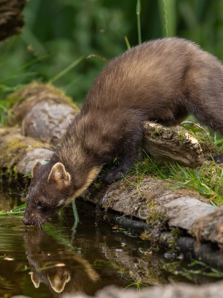 Une martre qui boit de l'eau
