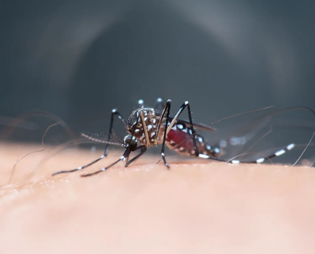 élimination des moustiques avec Sanoris