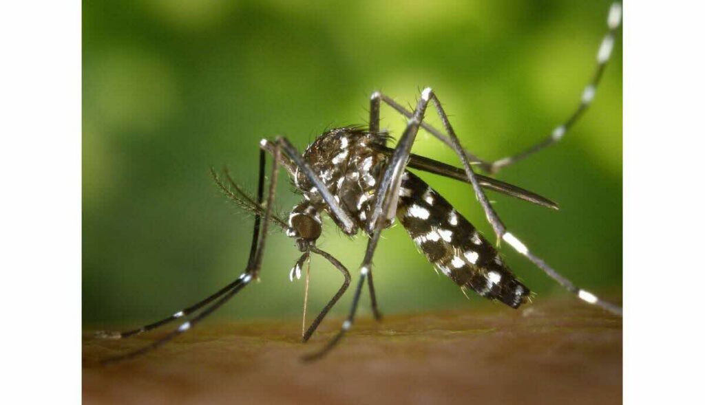 moustiques-tigres piqure