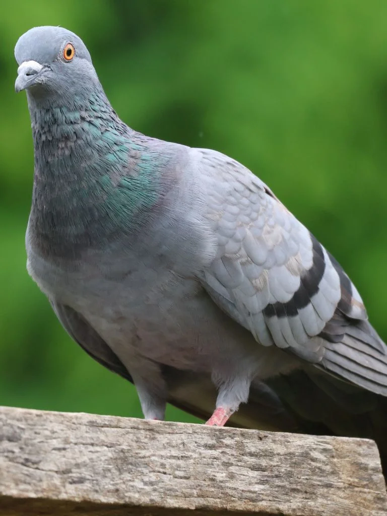 pigeon dans la nature