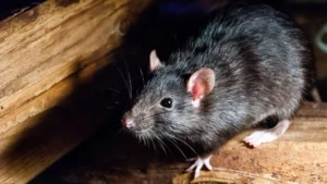 Rat posé sur du bois