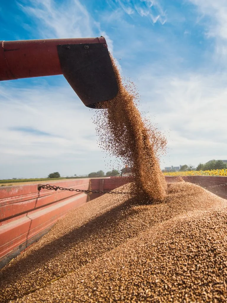 Un tas de grains dans une industrie agroalimentaire