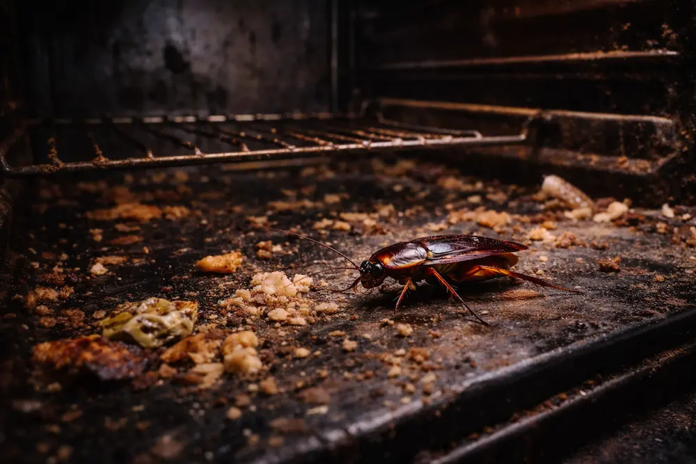 cafards cuisine four