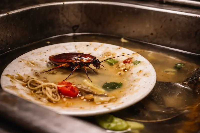 cafards dans la vaisselle