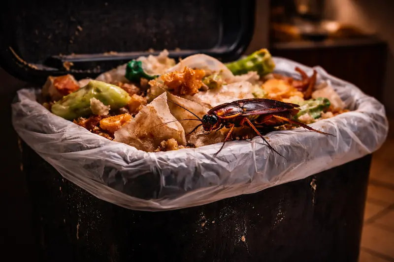 cafards mange poubelles