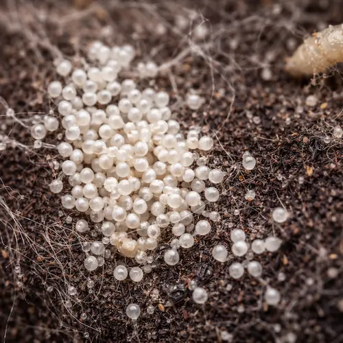 oeufs de mites alimentaires